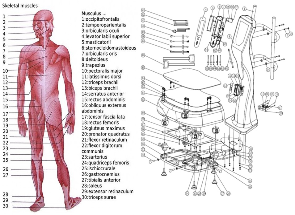 The complex human muscle machine